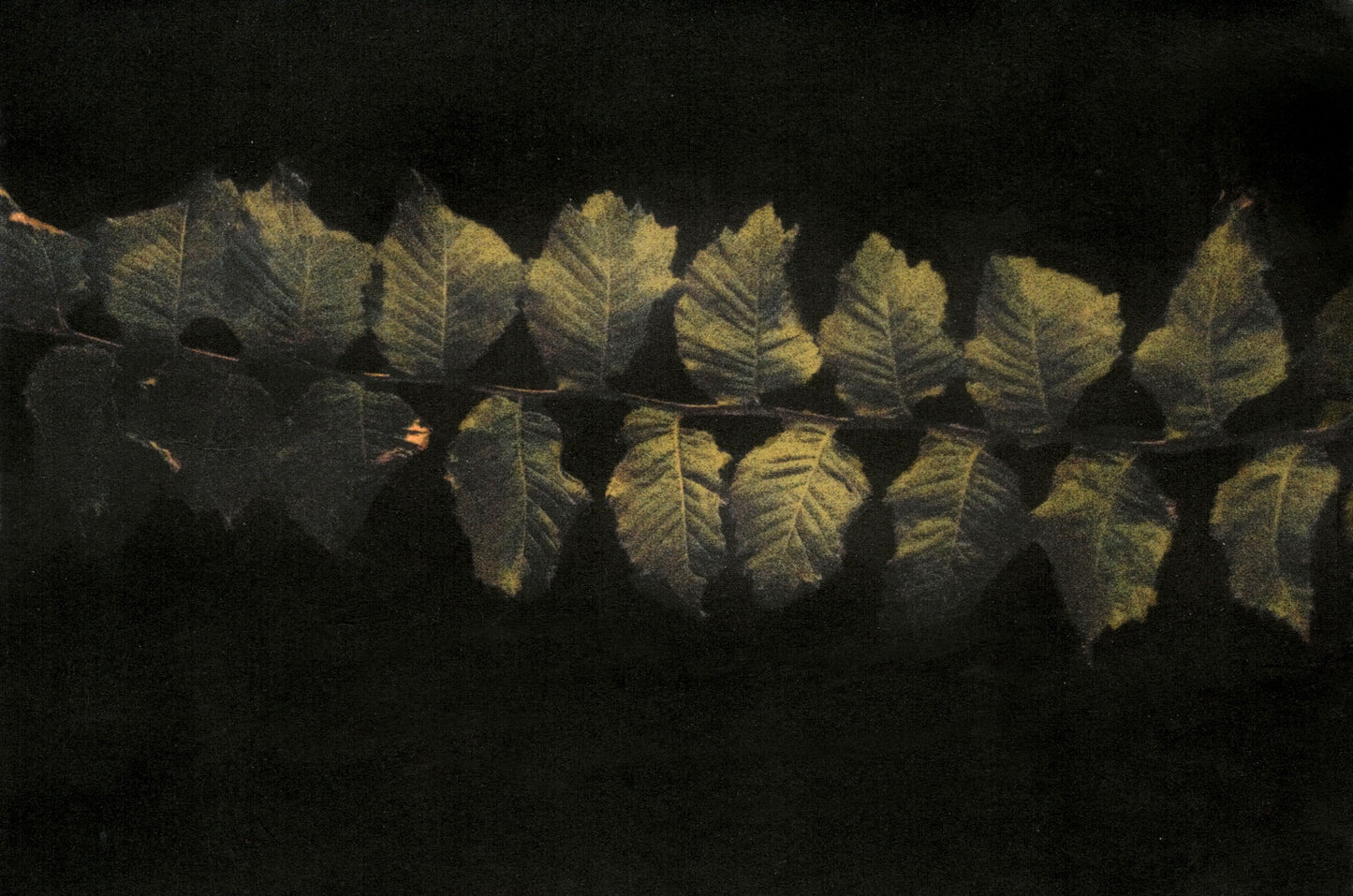 Copy of Mykyta Turchyn - print "Leaves" 